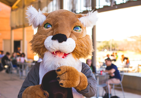 Wildcat Willie